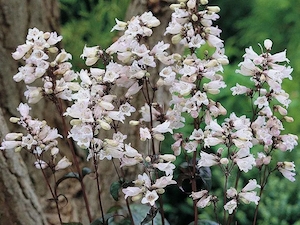 Penstemon 'Husker Red'